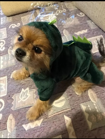 MIL ANUNCIOS.COM Ropa perro Segunda mano y anuncios MIL ANUNCIOS.COM Abrigos para perros Segunda mano y