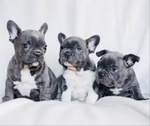bulldog frances blue pied