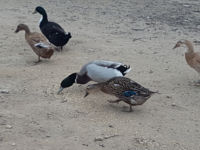 Mil Anuncios Com Compra Venta De Pajaros En Zamora Anuncios Con Fotos De Pajaros Comprar Un Pajaro Todas Las Razas De Pajaros Pag 3