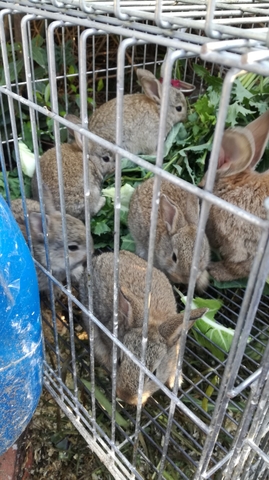 Mil Anuncios Com Campo Compra Venta De Conejos Campo En Malaga