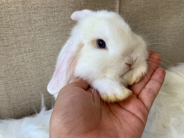 MIL ANUNCIOS.COM - Conejo Belier Enano, mini Lop