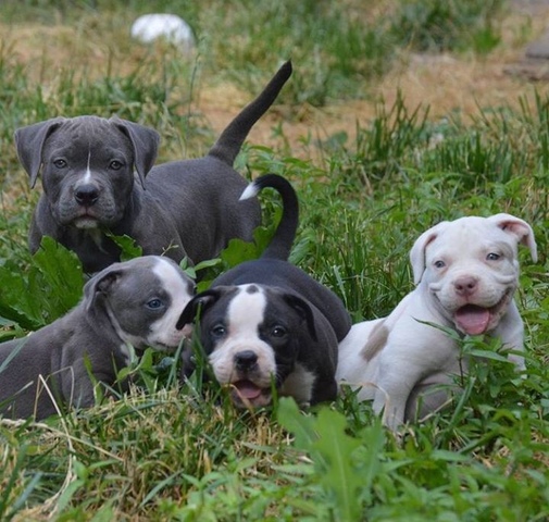 Milanuncios Impresionantes American Bully