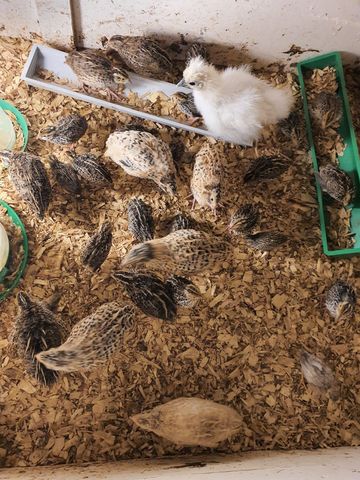 Mil Anuncios Com Codornices Vuelo Compra Venta De Pajaros Codornices Vuelo En Andalucía Anuncios Con Fotos De Pajaros Comprar Un Pajaro Todas Las Razas De Pajaros