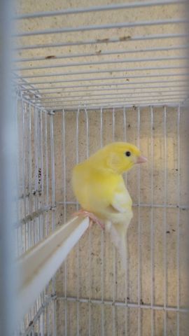 Mil Anuncios Com Canario Compra Venta De Pajaros Canario En Zamora Anuncios Con Fotos De Pajaros Comprar Un Pajaro Todas Las Razas De Pajaros