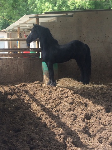 Mil Anuncios Com Frison Compra Venta De Caballos Frison En Cádiz Anuncios Con Fotos De Caballos Comprar Un Caballo Todas Las Razas De Caballos