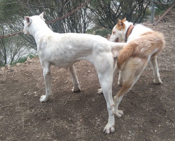 MIL ANUNCIOS COM Cruce De Podenco Y Dogo