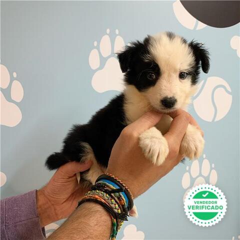 Mil Anuncios Com Preciosos Bebe Border Collie