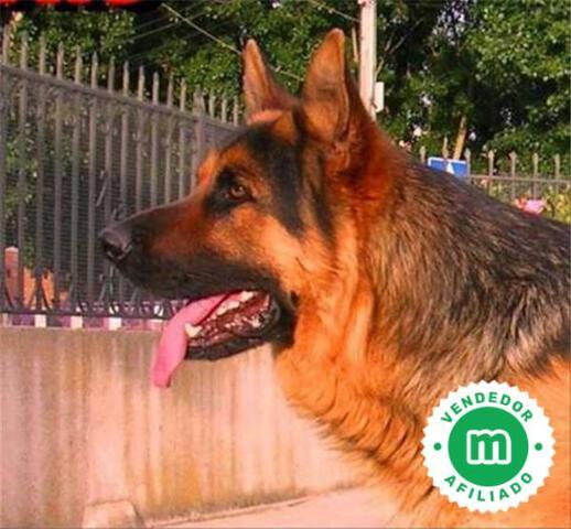 Cuanto Cuesta El Pedigree De Un Perro En España