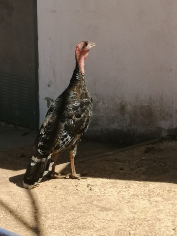 MIL ANUNCIOS.COM Pavo. Compra venta de otros animales y Paquete de 1 kg de plumas a granel de oca o ganso para