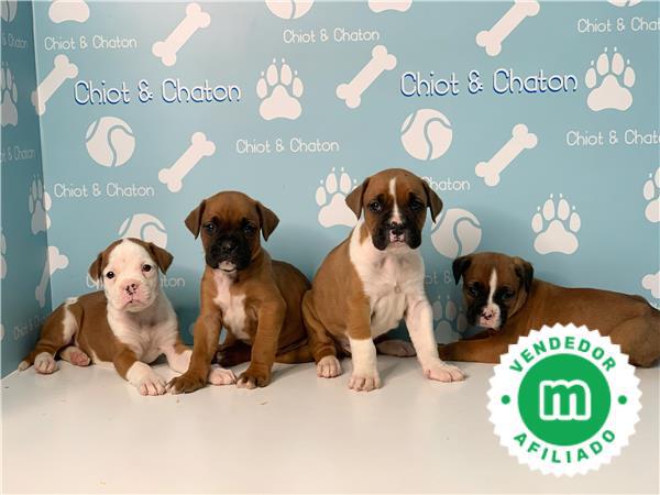 Mil Anuncios Com Boxer Compra Venta De Perros Boxer Regalo De Cachorros