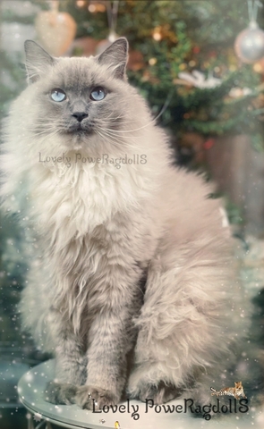 ragdoll milanuncios