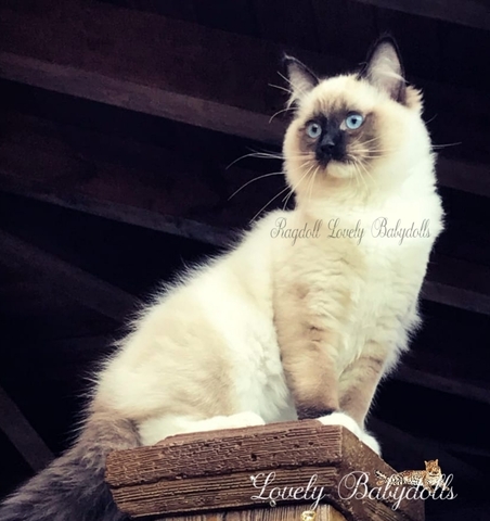 ragdoll milanuncios