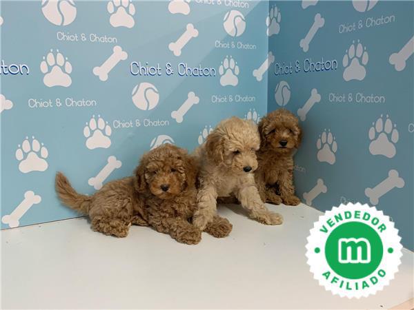 Mil Anuncios Com Caniche Toy Marron Segunda Mano Y Anuncios Clasificados Mil Anuncios Com Caniche Toy Marron Segunda Mano Y Anuncios Clasificados