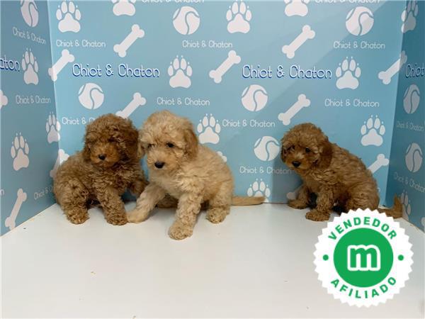 Mil Anuncios Com Preciosos Bebe Caniche