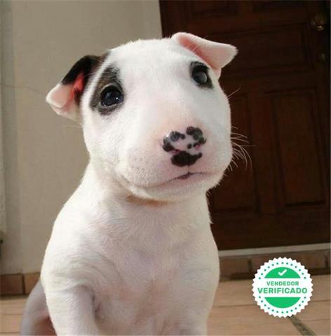 Mil Anuncios Com Cachorros Bull Terrier En Barcelona Venta De Bull Terrier De Segunda Mano Cachorros Bull Terrier En Barcelona Bull Terrier De Ocasion A Los Mejores Precios