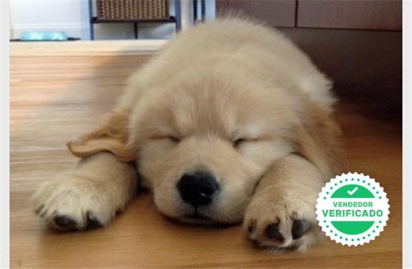 Mil Anuncios Com Blanco Golden Retriever Blanco Venta De Golden Retriever De Segunda Mano Blanco Golden Retriever De Ocasion A Los Mejores Precios