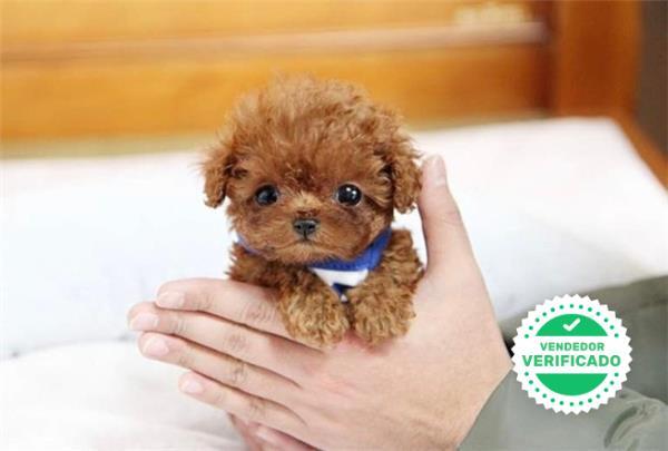 Mil Anuncios Com Caniche Toy Blanco Compra Venta De Caniches Caniche Toy Blanco Anuncios Con Fotos De Caniches Caniche Toy Blanco Perros Caniche Caniche Toy Blanco