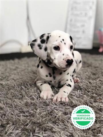 Mil Anuncios Com Compra Venta De Dalmatas En Barcelona Anuncios Con Fotos De Dalmatas En Barcelona Perros Dalmata En Barcelona