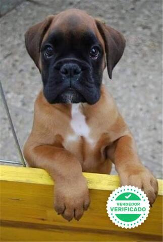 Mil Anuncios Com Cachorro Boxer Madrid Segunda Mano Y Anuncios Clasificados Mil Anuncios Com Cachorro Boxer Madrid Segunda Mano Y Anuncios Clasificados