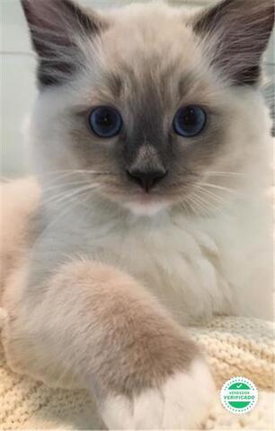 ragdoll milanuncios