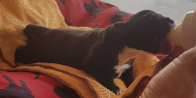 Staffie Staffordshire Bull Terrier Perro Plegable Paraguas Brolly-Auto Bolsa Abierta