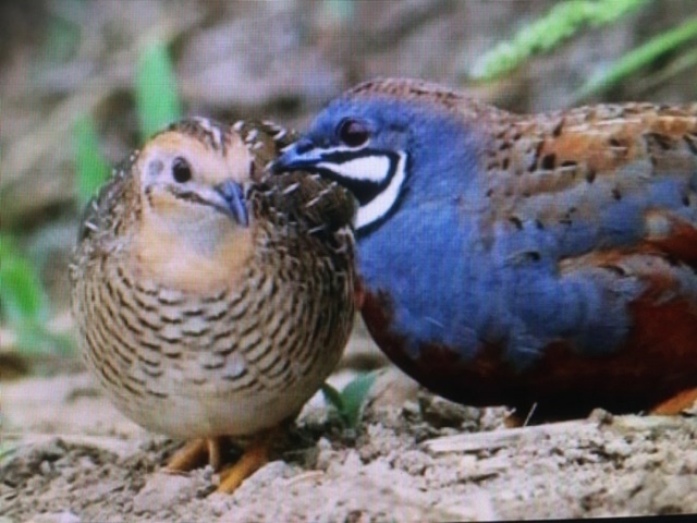 Mil Anuncios Com Codornices Compra Venta De Pajaros Codornices En Cádiz Anuncios Con Fotos De Pajaros Comprar Un Pajaro Todas Las Razas De Pajaros