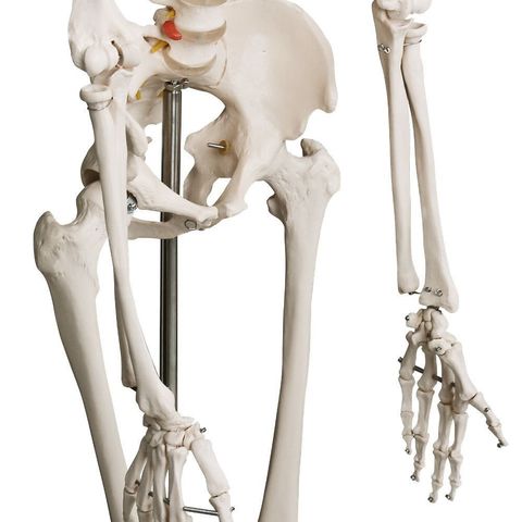 MIL ANUNCIOS.COM Esqueleto humano Segunda mano y anuncios MIL ANUNCIOS.COM Esqueleto humano Segunda mano y anuncios