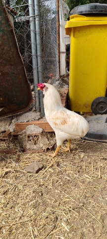 Mil Anuncios Com Gallo Blanco Araucano