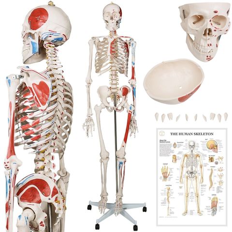 MIL ANUNCIOS.COM Esqueleto humano Segunda mano y anuncios MIL ANUNCIOS.COM Esqueleto humano Segunda mano y anuncios