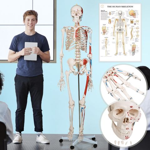 MIL ANUNCIOS.COM Esqueleto humano Segunda mano y anuncios MIL ANUNCIOS.COM Esqueleto humano Segunda mano y anuncios