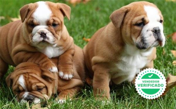 Featured image of post Perro Bulldog Ingles Enano El antiguo bulldog ingl s en ingl s old english bulldog es una raza canina brit nica que se extingui a finales del siglo xix