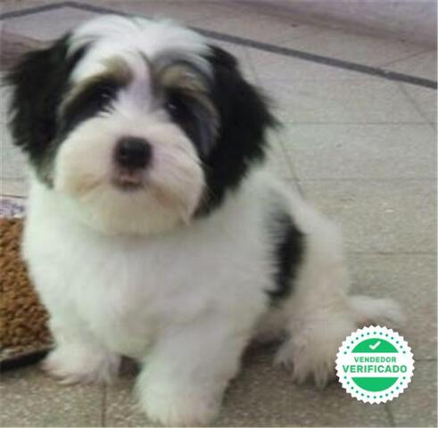 Mil Anuncios Com Bichon Habanero Venta De Bichon Habanero De Segunda Mano Bichon Habanero De Ocasion A Los Mejores Precios Pag 3 Mil Anuncios Com Bichon Habanero Venta De Bichon Habanero De Segunda Mano Bichon Habanero De Ocasion A Los Mejores Precios Pag 3