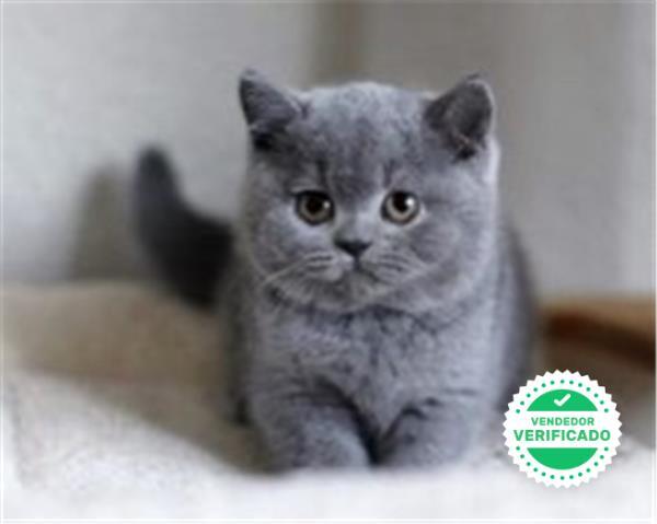 images Azul Ruso Pelo Largo Azul Ruso Gato Gris Raza bellisimos gatitos british y azul ruso