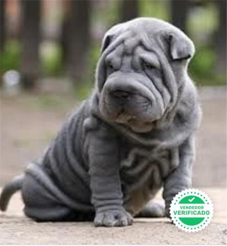 Mil Anuncios Com Magnificos Shar Pei Mini