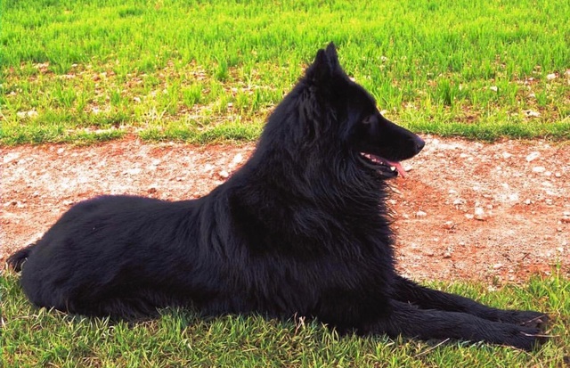 Cruce Border Collie Y Pastor Belga www.milanuncios.com