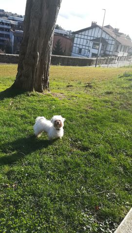 bichon maltes vizcaya segunda mano bichon maltes vizcaya segunda mano Bilbao