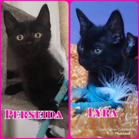 Mil Anuncios Com Gatitas Negras Segunda Mano Y Anuncios Clasificados Pag 2 milanuncios