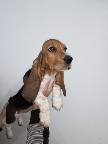 Mil Anuncios Com Basset Hound Granada Segunda Mano Y Anuncios Clasificados