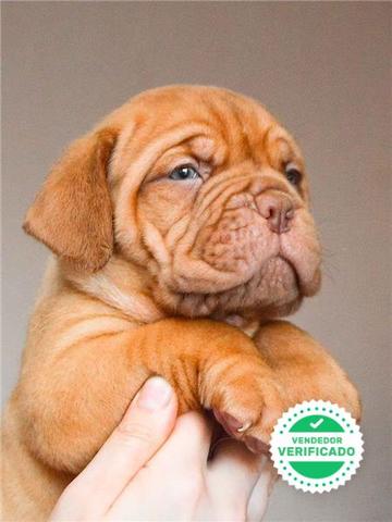 dogo de burdeos for sale