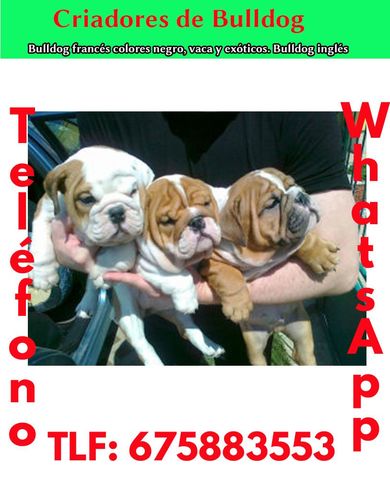 Mil Anuncios Com Preciosa Camada Bulldog Ingles