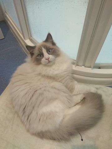 ragdoll milanuncios