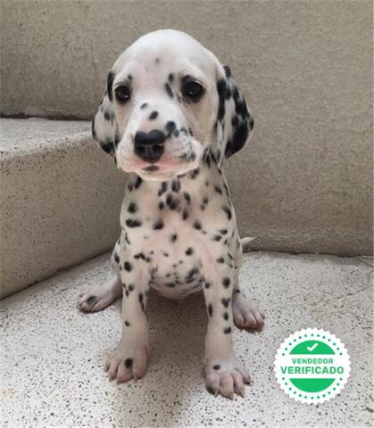 Mil Anuncios Com Cachorros Dalmata Pura Raza Compra Venta De Dalmatas Cachorros Dalmata Pura Raza Anuncios Con Fotos De Dalmatas Cachorros Dalmata Pura Raza Perros Dalmata Cachorros Dalmata Pura Raza