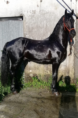 Mil Anuncios Com Frison Compra Venta De Caballos Frison En Castilla Y León Anuncios Con Fotos De Caballos Comprar Un Caballo Todas Las Razas De Caballos
