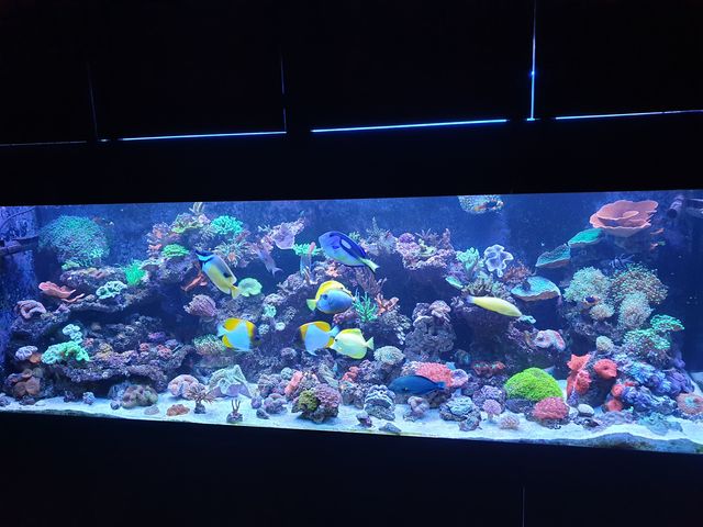 Mil Anuncios Com Acuario Marino Segunda Mano Y Anuncios Clasificados En Murcia