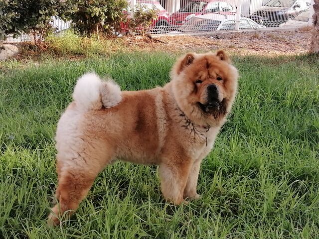 chow chow pedigree