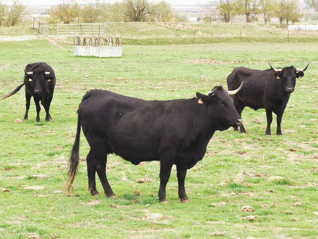 MIL Avileña Negra Ibérica