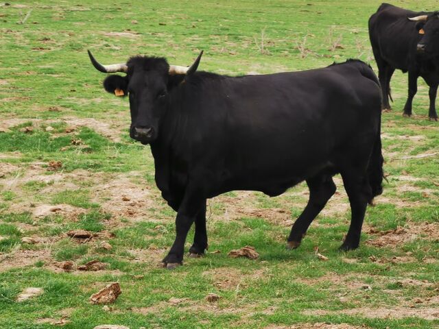 MIL Avileña Negra Ibérica