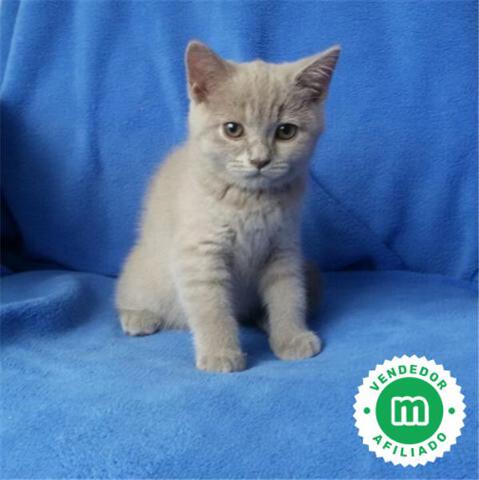MIL ANUNCIOS.COM - British shorthair