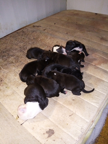 Mil Anuncios Com Cristi Compra Venta De Perros Cristi Regalo De Cachorros Pag 5 Mil Anuncios Com Cristi Compra Venta De Perros Cristi Regalo De Cachorros Pag 5