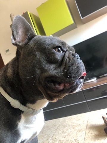 Mil Anuncios Com Cristi Compra Venta De Perros Cristi Regalo De Cachorros Pag 5 Mil Anuncios Com Cristi Compra Venta De Perros Cristi Regalo De Cachorros Pag 5